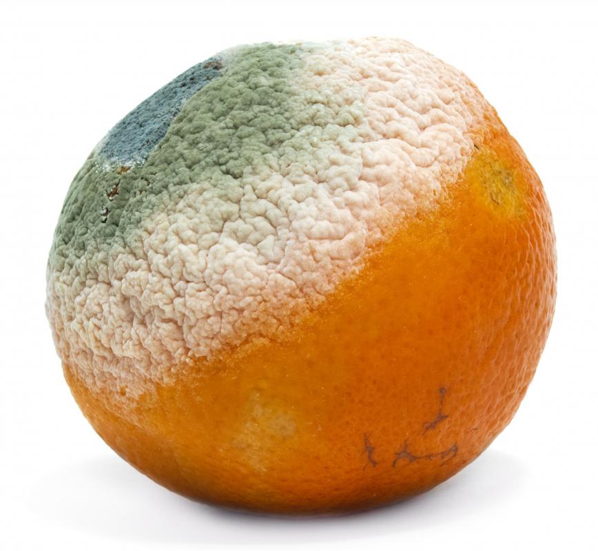 orange-with-mold.jpg