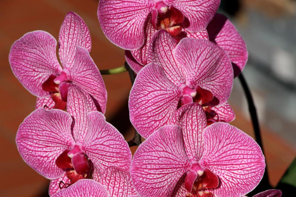 The Greater Des Moines Botanical Garden has an orchid collection that showcases various species and hybrids.