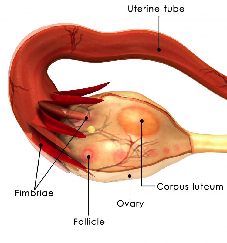 Protected Sex During Ovulation 117