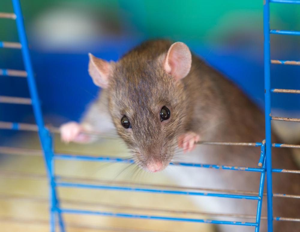 Domesticated rats can be safer to keep as pets than some cats or dogs.