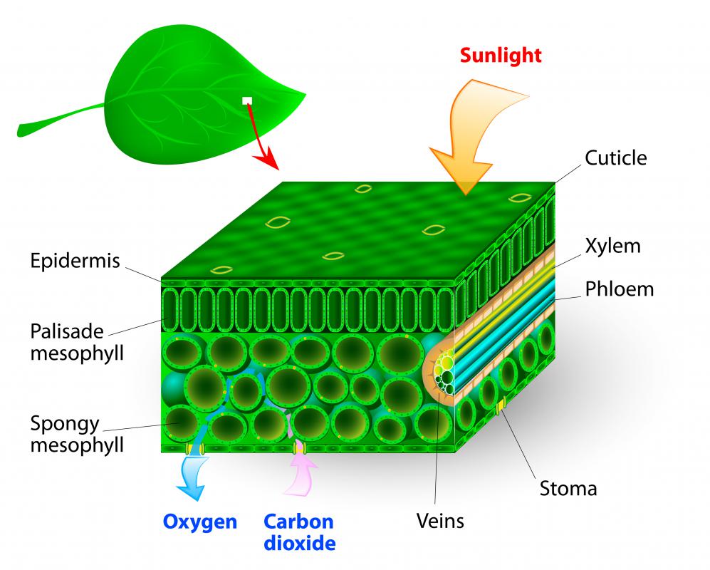 What is Photosynthesis? (with pictures)