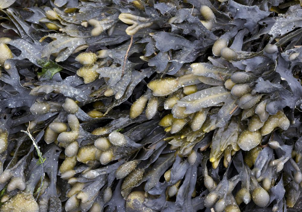 Bladderwrack To Lose Weight