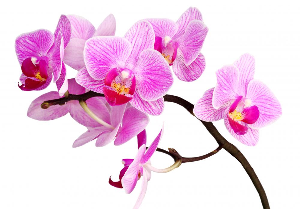 Fresh orchid blooms will give tables a tropical Hawaiian look.