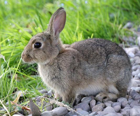 "Rabbit starvation" is another term for protein poisoning. It refers to the effects of a diet entirely composed of lean game meat, such as rabbit.