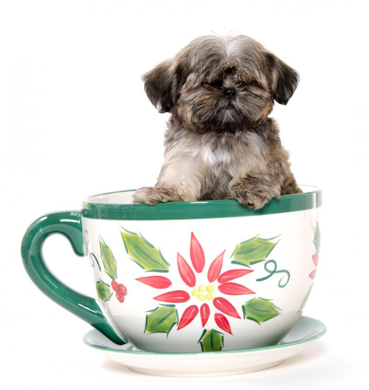 teacup shih tzu information tiny teacup shih tzu puppies breeds picture teacup shih tzu information tiny teacup shih tzu puppies breeds picture