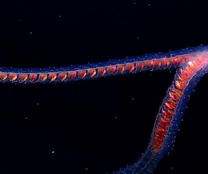 A siphonophore like this one was found off the coast of Australia, measuring 150 feet (46 m) in length.