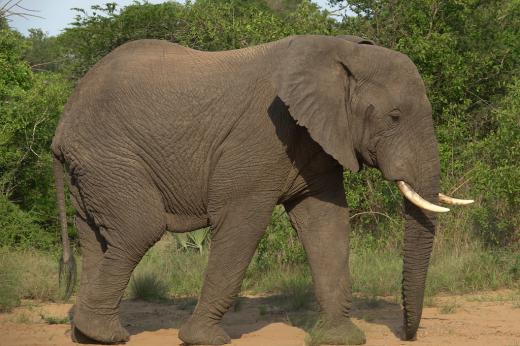 Scientists are using AI and satellite imaging to count the elephants in South Africa's Addo Elephant National Park.