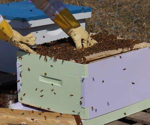 A growing number of airports around the world are hosting apiaries, making use of undeveloped land and producing honey.