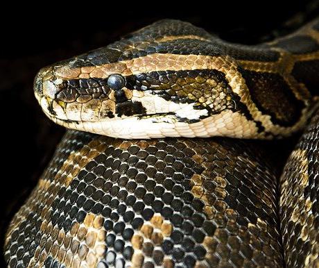 Although they are reptiles, not all snakes lay eggs – around 30% of snake species (like this boa constrictor) give birth to live young.