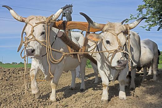 Livestock farmers may train draft cattle for plowing purposes.