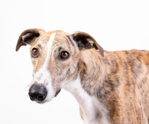 The greyhound is the only dog breed mentioned by name in the King James Bible, in the Book of Proverbs.