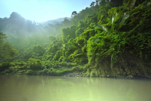 Mosquitoes are plentiful in tropical climates.