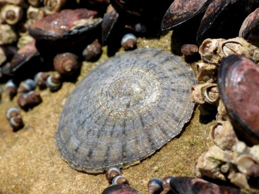 Limpet teeth are the strongest biological material; their tensile strength exceeds spider silk, bamboo, and bone.
