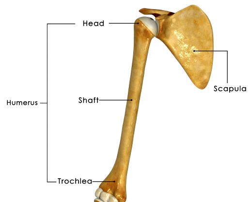 The head of the humerus attaches to the scapula, which is also known as the shoulder blade.