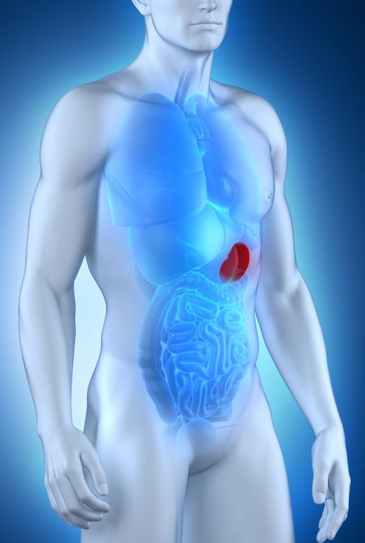 The hepatic portal system carries blood from the spleen to the liver.