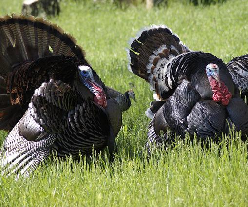 The average size of a Thanksgiving turkey is now over 30 lbs (13.6 kg) -- more than double what it was in the 1930s.