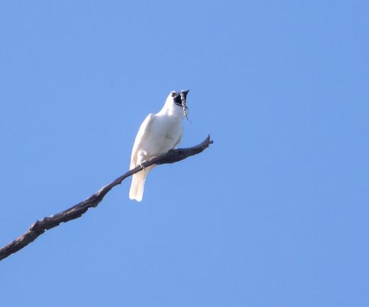 The white bellbird has the world's loudest bird call; at 125 decibels, it's above the level safe for human hearing.
