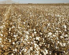 Cotton field ready to be harvested
