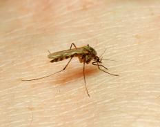 A mosquito spreading malaria.