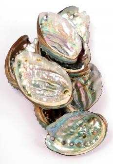 Abalone shells