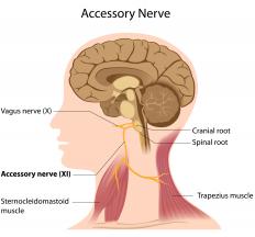 A diagram showing the vagus nerve, which is involved in a pyloroplasty.