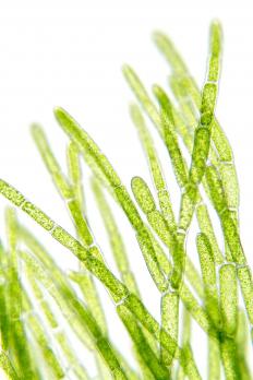 Algae as seen through a microscope