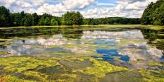 Algae in the lake