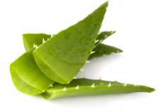 The aloe vera plant can be used to treat itching and inflammation.