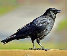 An American crow (Corvus brachyrhynchos).