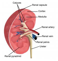 A diagram of a kidney, including the renal artery in red and the renal vein in blue.