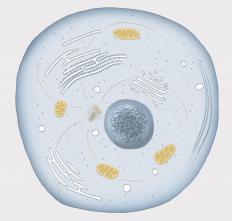 A cell containing cytoplasm