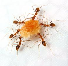 Salt can be used to control ant infestations.