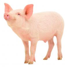 All forms of lard are pig fat.
