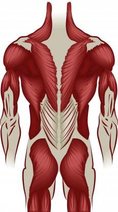 Endurance training builds muscle stamina.