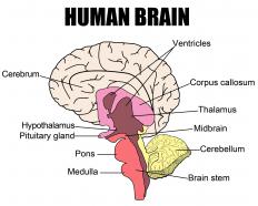 The human brain.