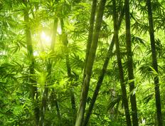 Bamboo