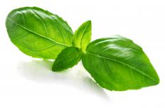 Basil is a common ingredient in bruschetta pasta.