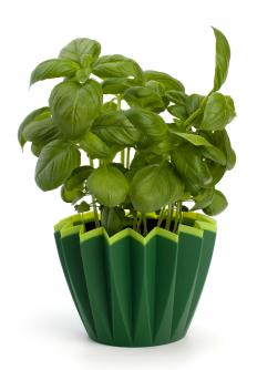 Fresh basil leaves are often used to flavor angel hair pasta dishes.