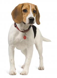 A dog wearing a collar with identifying information.
