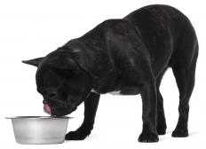A French bulldog, a type of lapdog