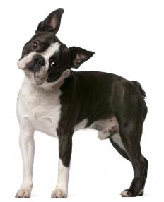 A dog