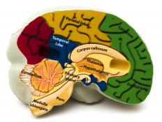The areas of the brain, including the parietal lobe.