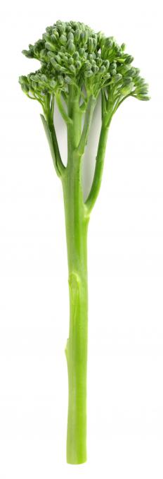 Broccolini, which is a cross between kai-lan and broccoli.