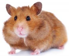 A Syrian hamster.