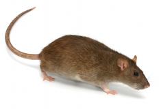 Parasitologists might study fleas, which can infest rats and spread disease.