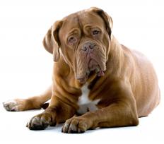A dog