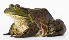 A bullfrog, the state frog amphibian of Missouri.