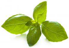 The shapes of leaves, as well as those of other plant parts, are considered organic shapes.