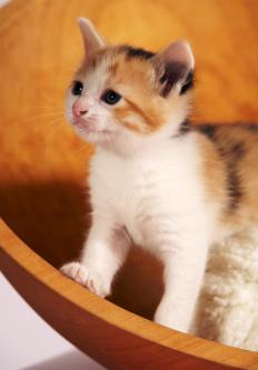 An American Shorthair kitten.