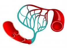Capillaries act as "communicators" between arteries and veins.